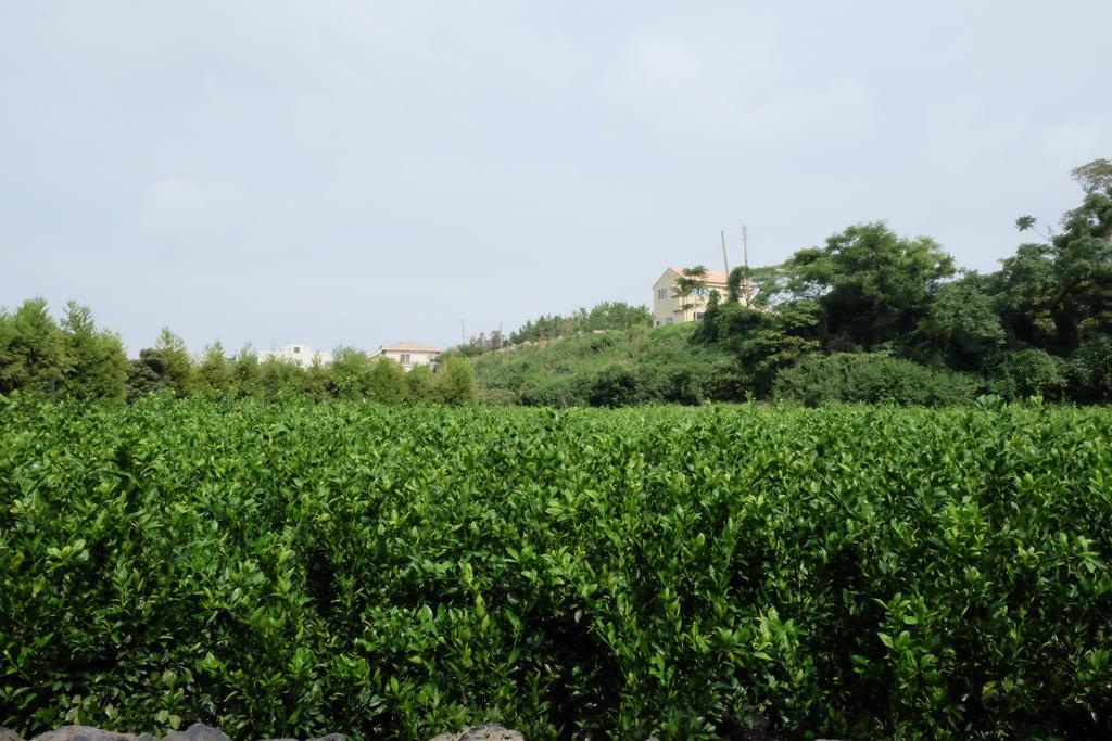 Aewol Mihas Villa Jeju Dış mekan fotoğraf