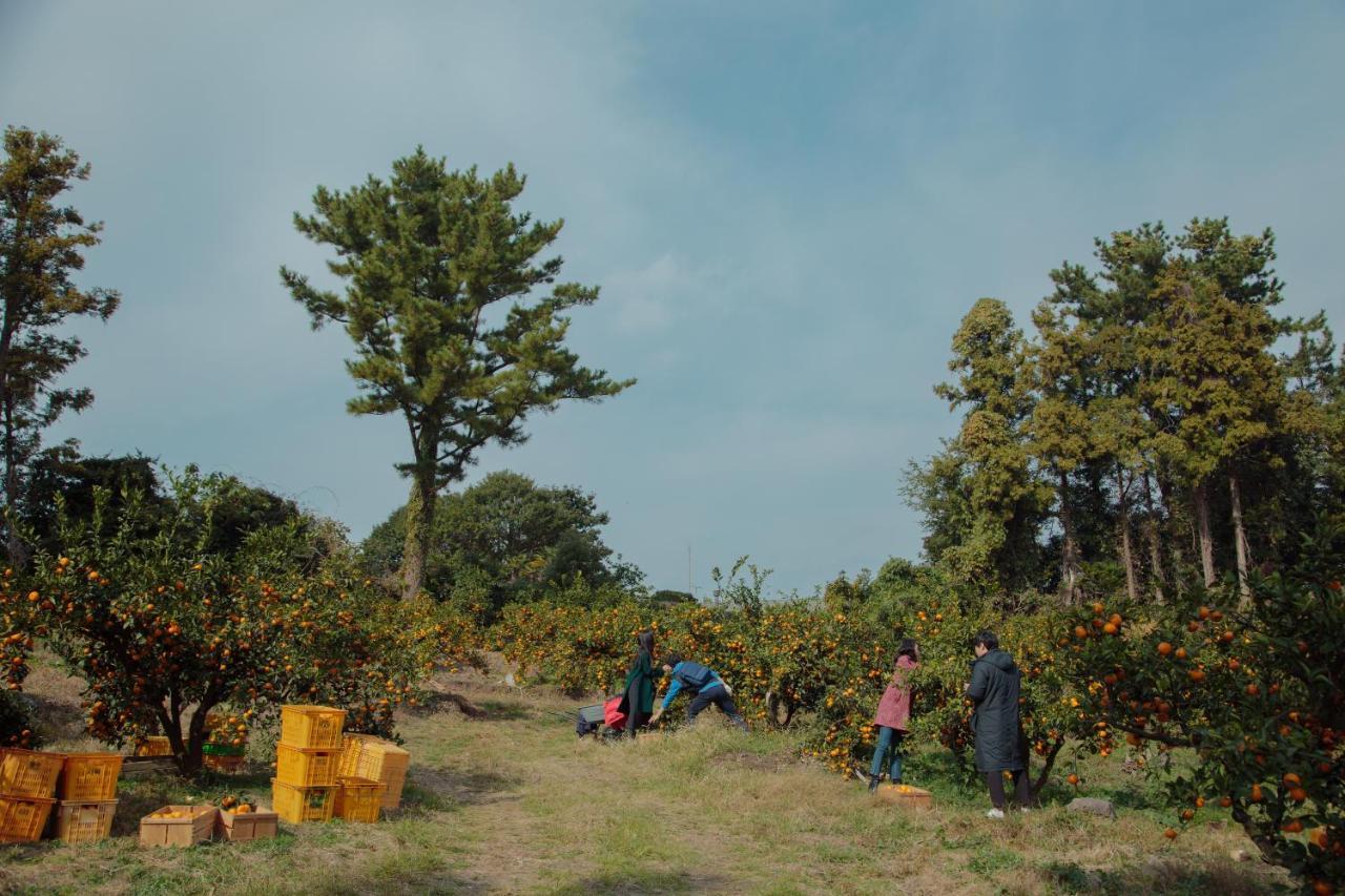 Aewol Mihas Villa Jeju Dış mekan fotoğraf